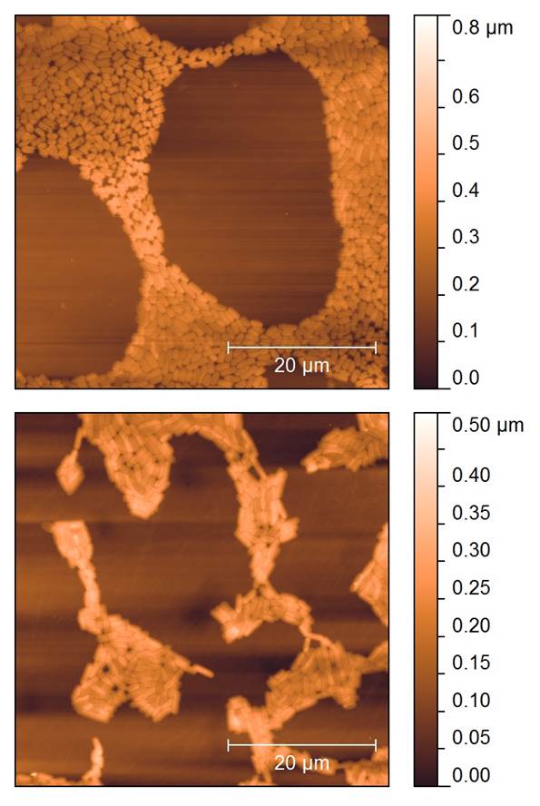 AFM images of biofilms