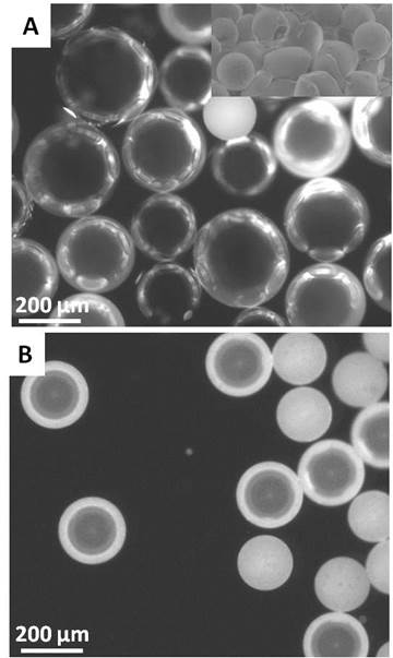 Fluorescence image of an air-in-oil-in-water emulsion