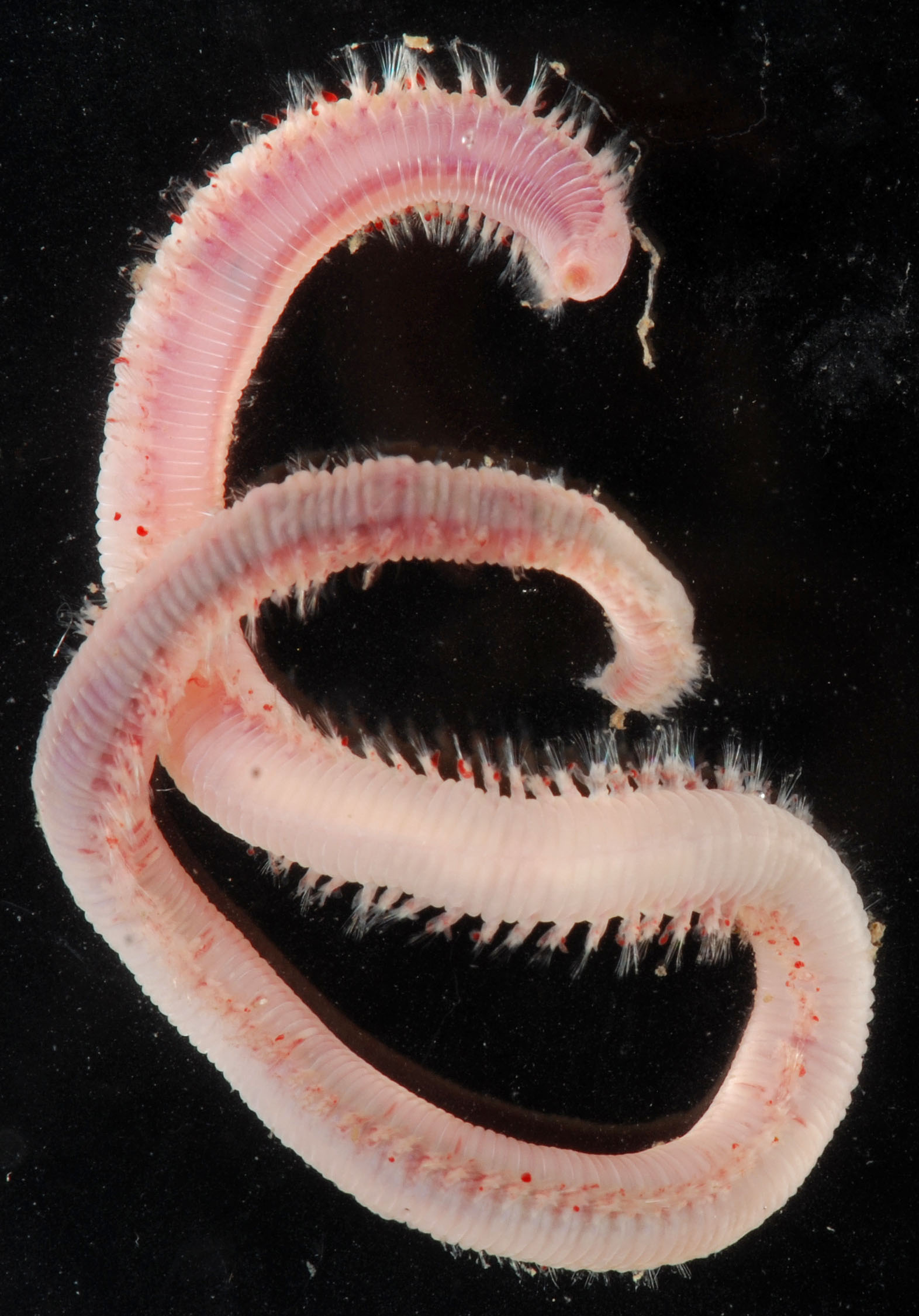 A Closer Look at the Fangs of a Venomous Bloodworm