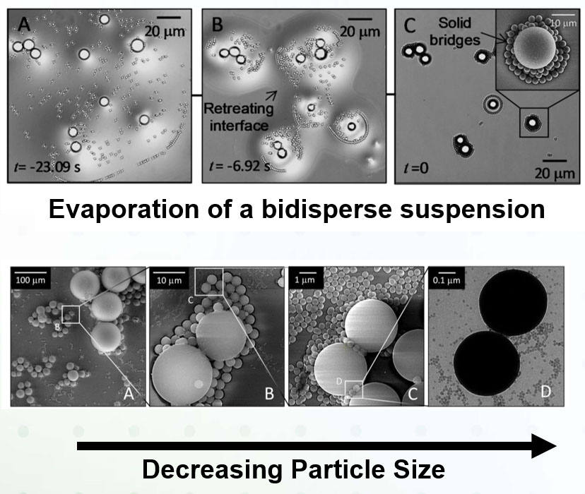Figure top: Evaporation of a bidisperse suspension, figure bottom: monodisperse aggregates are weaker than polydisperse ones, highlighting the effects of particle size dispersivity. Interestingly, particles segregate by size during the evaporation process due to capillary forces to form remarkable self-similar, fractal structures