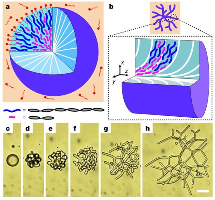 Figure illustrating reconfigurable nematic liquid crystal drops filled with polydisperse nematic liquid crystal oligomers (NLCOs)