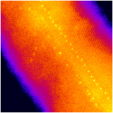 Gold atoms in silicon nanowire