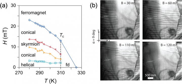  (a) Magnetic phase diagram for bulk Co8Zn8Mn4 as a function of applied magnetic field H, and temperature T. (b) LTEM sequence of images of a wedge of  Co8Zn8Mn4  with the applied field held at a constant angle (α = 9◦) while increasing magnetic field strength B showing in-plane skyrmions extending into the film. As the field increases, the skyrmions contract in size and reach into the thinner regions.