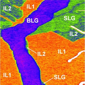 A microscope technique called “Kelvin probe microscopy” (KPM) is used to map the differences in the electrical potential on the surface of graphene on silicon carbide, shown here as different colors.  KPM identifies single layer graphene (SLG), bilayer graphene (BLG), and two types of interfacial layer (IL1 and IL2). 