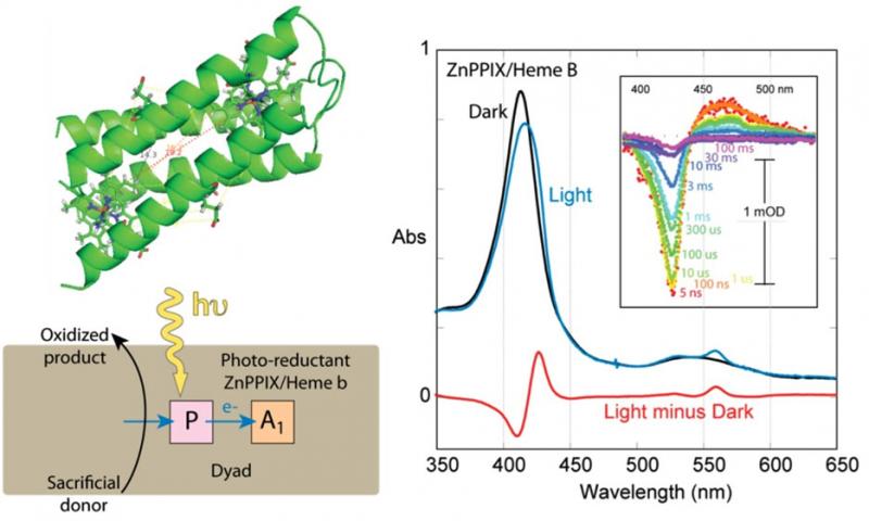 Maquette cofactor dyads support light-induced charge separation stable for milliseconds. Maquette framework with two porphyrins along with electron transfer schemes. Right: Light induced difference spectra in a ZnPPIX/Heme B containg maquette dyads using 2 nsec laser pulses and continuous illumination. 