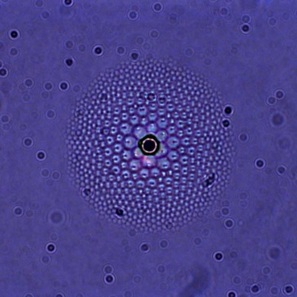 We plant a silica bead (center) in thin smectic film.  The surface tension on the bead leads to a curved air/smectic interface.  To satisfy the equal spacing condition of the smectic layers, focal conic domains are formed of varying eccentricity and size.  These petals are arranged in a tiered, convex fashion and, because the liquid crystal can interact with light, the entire assembly can function as a lens, focusing light.